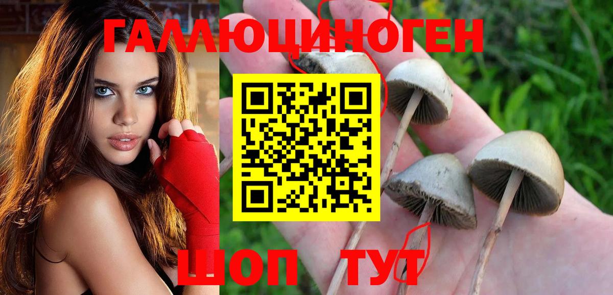 Новый Уренгой  Псилоцибиновые грибы прущие грибы  Псилоцибиновые грибы мицелий  как найти наркотики  Вход с VPN 